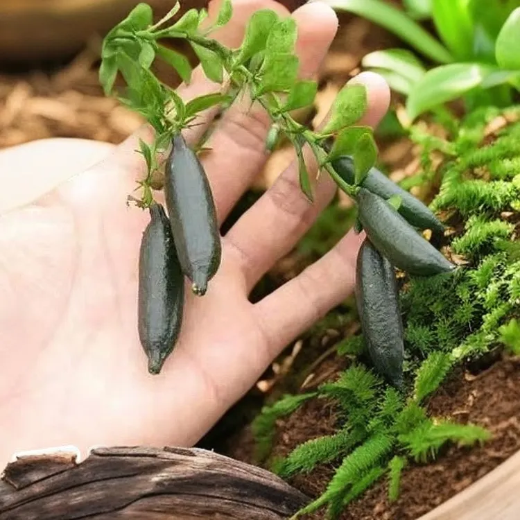 澳洲手指柠檬树苗迷你鱼籽酱南北方种植地栽盆栽带土带叶发货