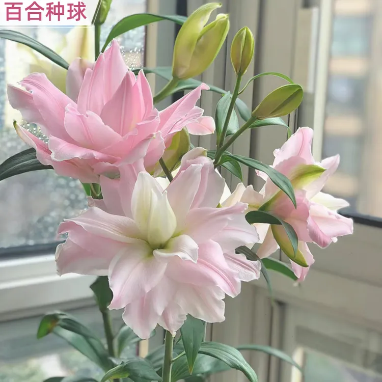 【百合种球】花卉类盆栽花卉种球百合重瓣种球阳台盆栽种植花朵美观