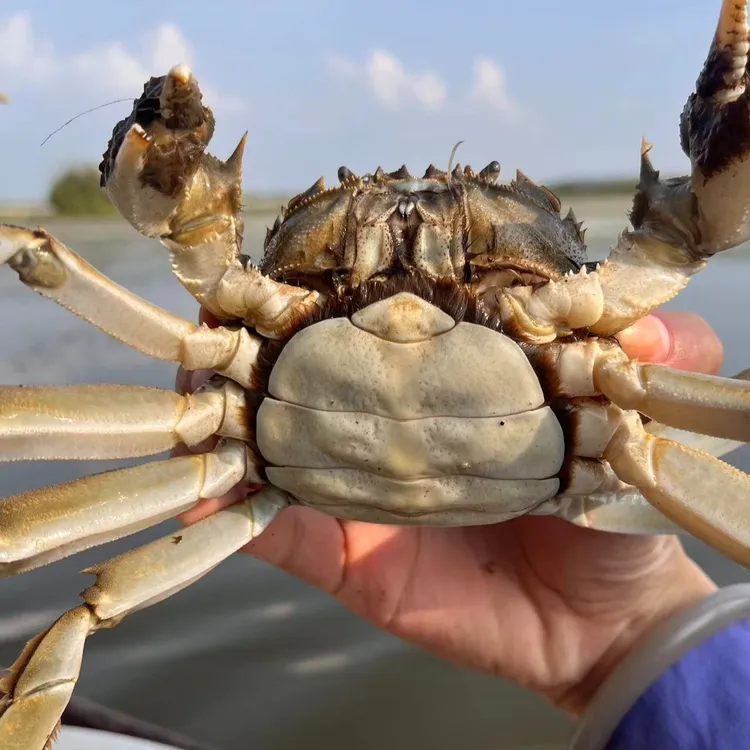 【活蟹】10只江苏精品全母蟹（2.0两-2.2两）  蟹农直销