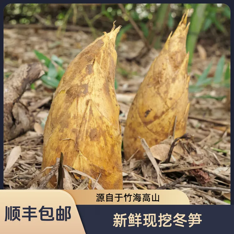 【顺丰包邮】较远可拍竹海高山黄泥新鲜冬笋竹笋手剥笋尖野生鲜嫩竹