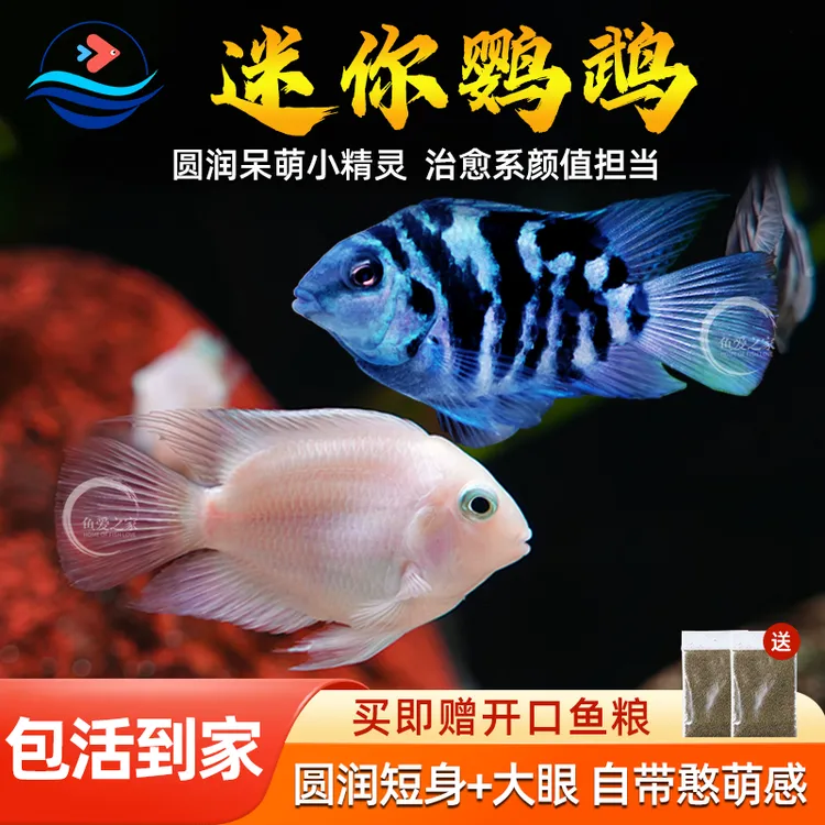 热带淡水迷你宝蓝白金鹦鹉短鲷鱼波子凤凰活体淡水小型草缸观赏鱼