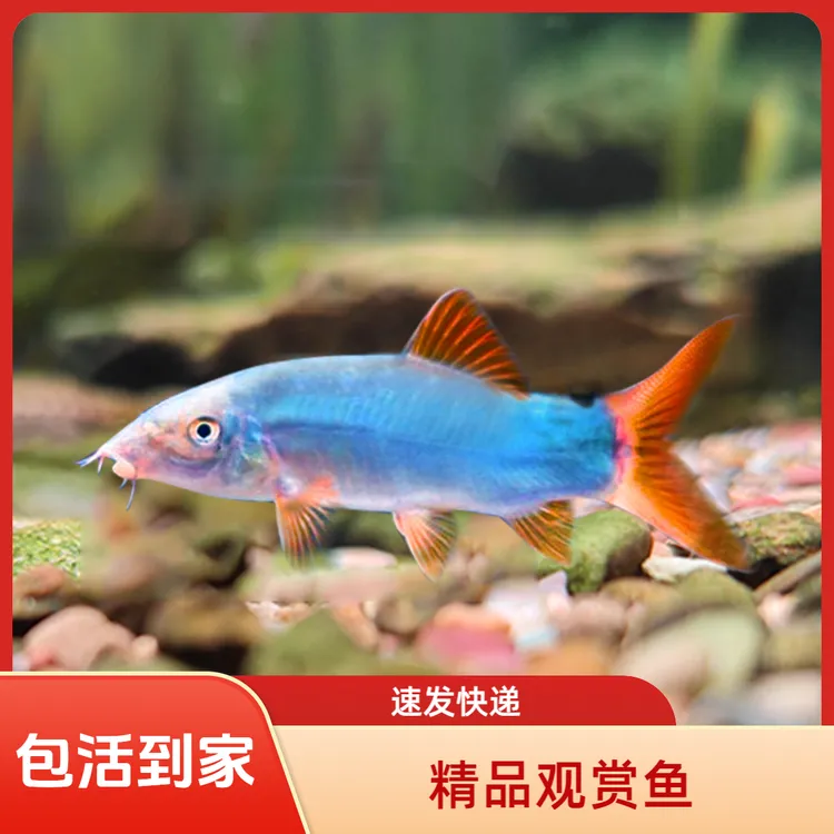 红尾蓝鼠红尾蓝皮鼠鱼中大型老鼠鱼热带淡水鱼缸观赏鱼清洁工具鱼
