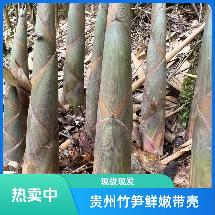 贵州新鲜竹笋嫩笋尖现拔带壳500克起包邮
