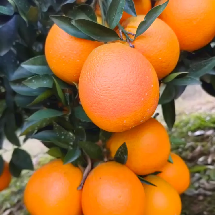 纽荷尔橙子酸甜爽口5斤/9斤装