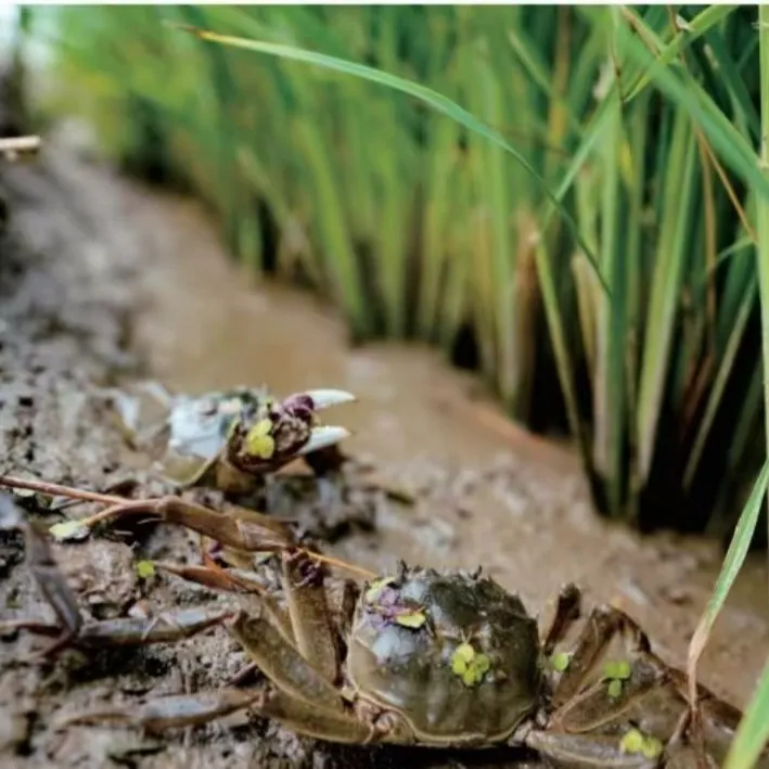 盘锦河蟹母蟹3斤单只1~1.3两27只左右