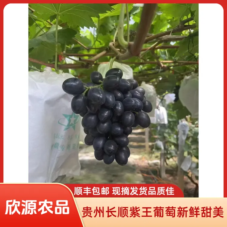 贵州长顺紫王葡萄新鲜采摘顺丰包邮