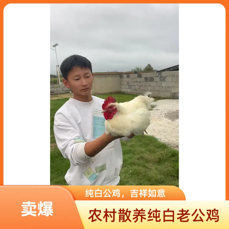 散养纯白无杂毛白公鸡可作药引子顺丰包邮