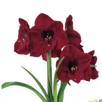 现货 单瓣朱顶红【本菲卡】 艺晓花卉1颗包邮