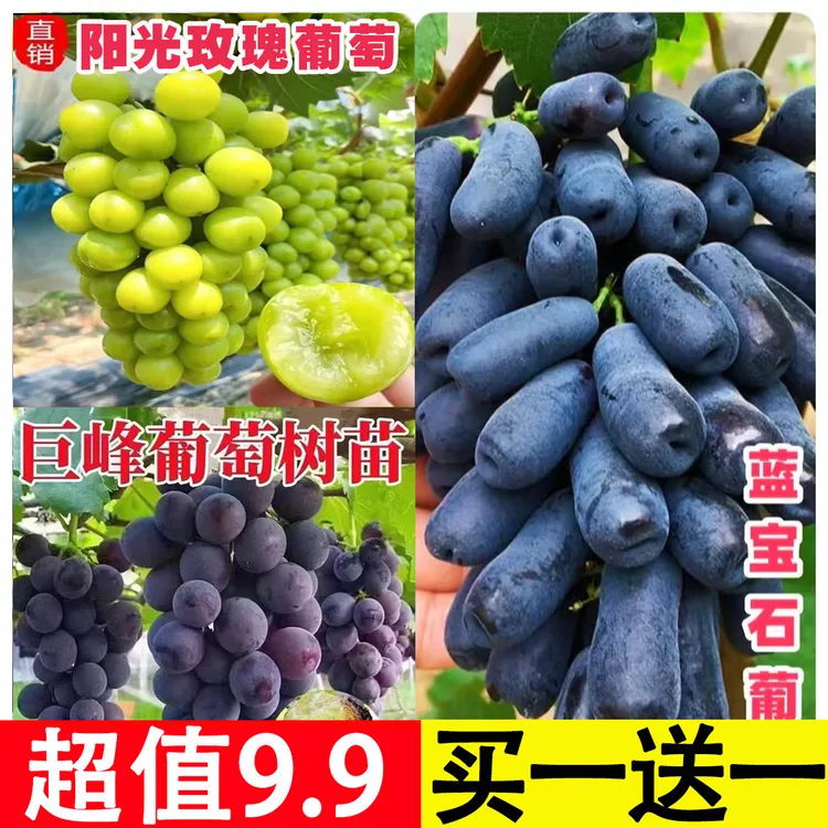 【买一送一抢！】适合南北方盆栽地栽阳光玫瑰巨峰蓝宝石葡萄树苗商品图