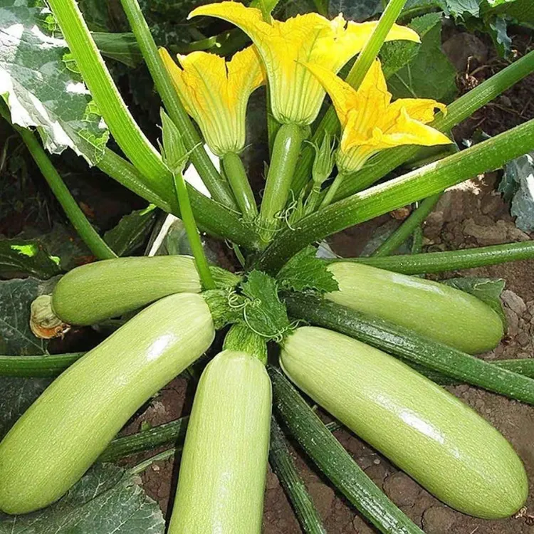 西葫芦种子早熟小西葫芦籽春播高产角瓜种子阳台盆栽小院种植蔬菜