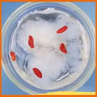 东北蛙油 木瓜炖蛤 碎油 长白山原产地 净含量100g/250g/500g