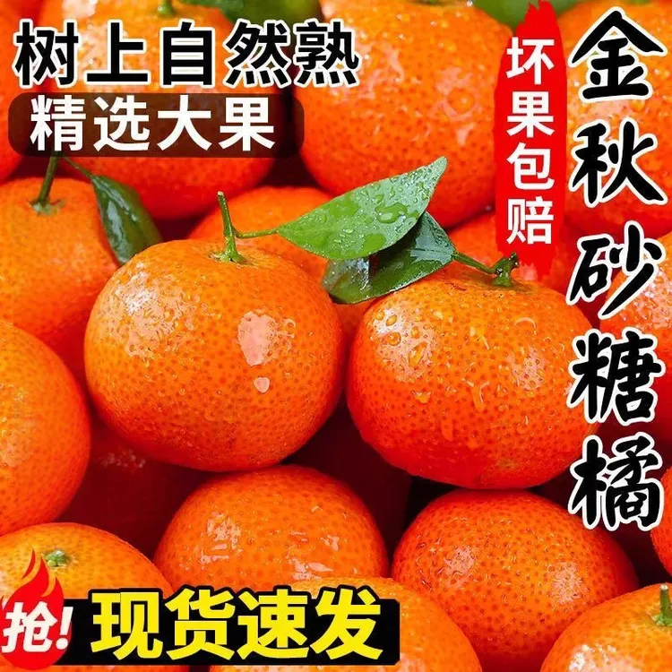 现摘金秋砂糖橘沙糖桔小桔子新鲜水果四川薄皮纯甜柑橘蜜橘非广西