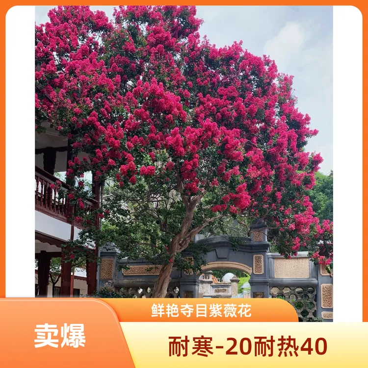 正宗川红老桩紫薇庭院别墅四季开花南方北方可种植盆栽发财树绿植