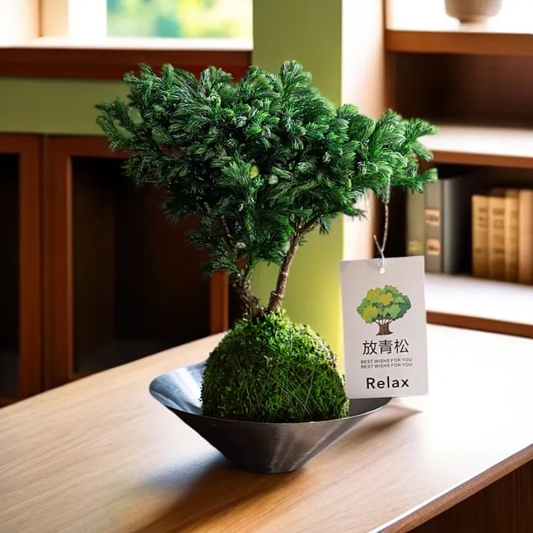 【苔藓球南松】 放青松苔藓蓝色波尔瓦水培盆栽松柏室内客厅茶桌办