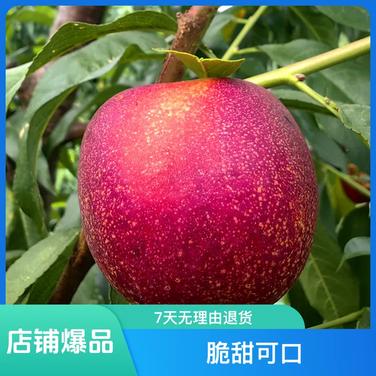 黑涞3个早中晚熟似蜂蜜李嫁接树苗加送晚熟桃苗一个桃树