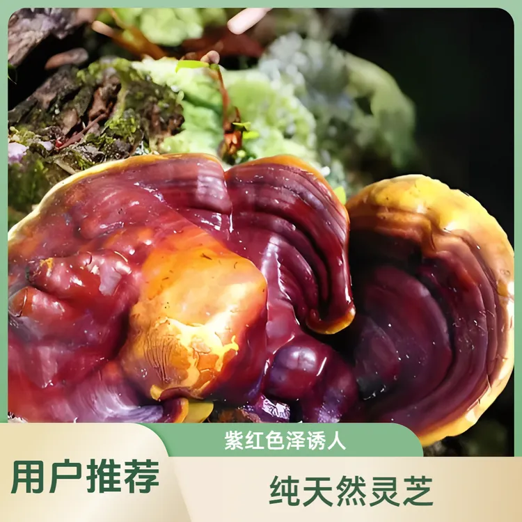 长白山野生灵芝 含野生紫灵芝与赤灵芝