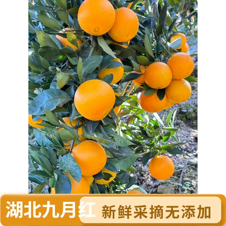 湖北宜昌九月红果冻橙新鲜细嫩多汁维C水果自产自销应季水果