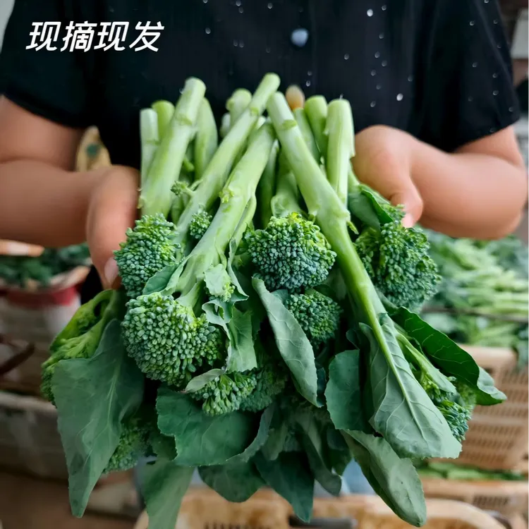 新鲜西兰花苔 青花苔 甜杆西兰苔新鲜采摘 小西兰花 菜苔新鲜蔬菜