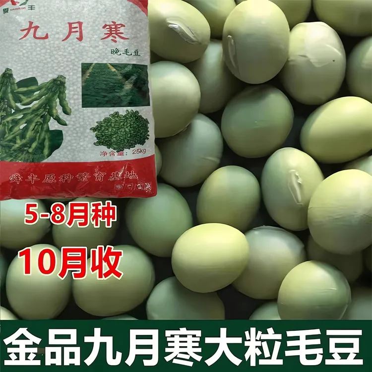 菜毛豆种籽毛豆种子高产四季九月寒鲜食菜豆抗病季节春季蔬菜种子