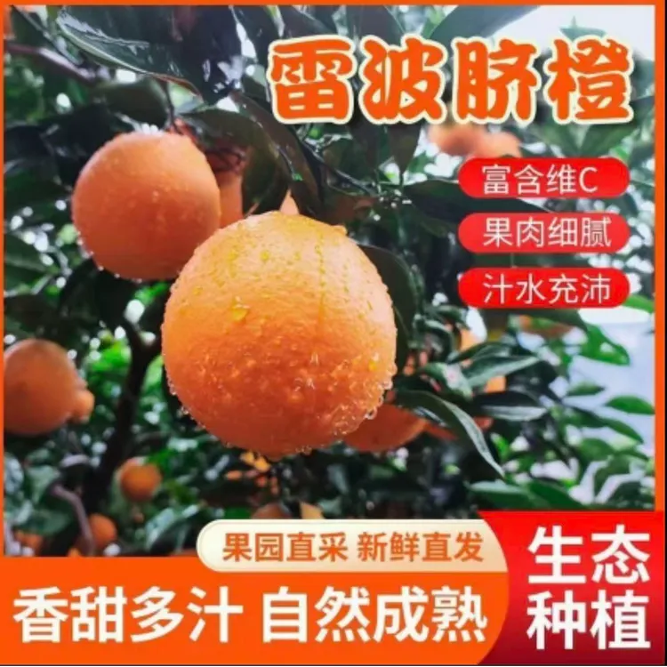 正宗大凉山雷波脐橙（蕾妹专属）