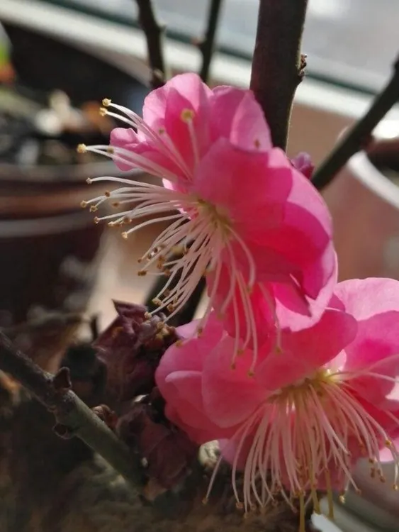 原生宫粉梅绿梅龙游梅 直播间一物一拍 按照主播要求付款 