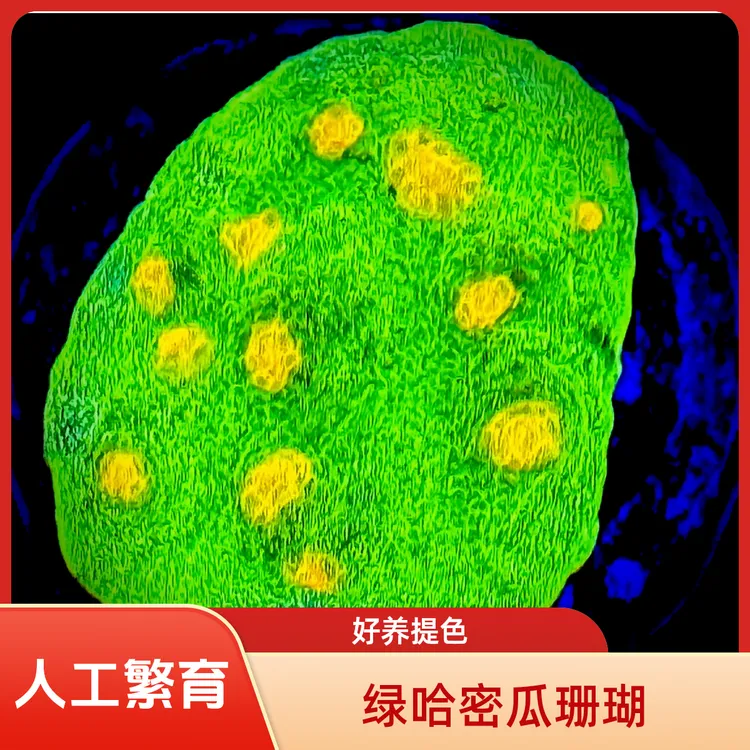 「海洋精灵」绿哈密瓜珊瑚人工好养提色海缸水草虫黄藻水螅体脑类