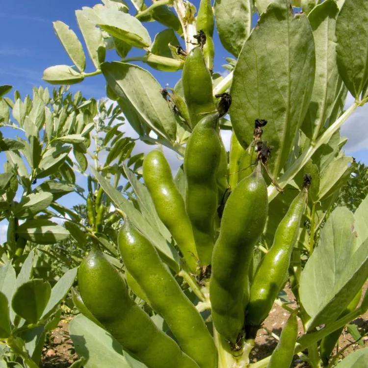 下灶特色大蚕豆（古代贡豆）5斤盒装  江浙沪皖包邮 预售