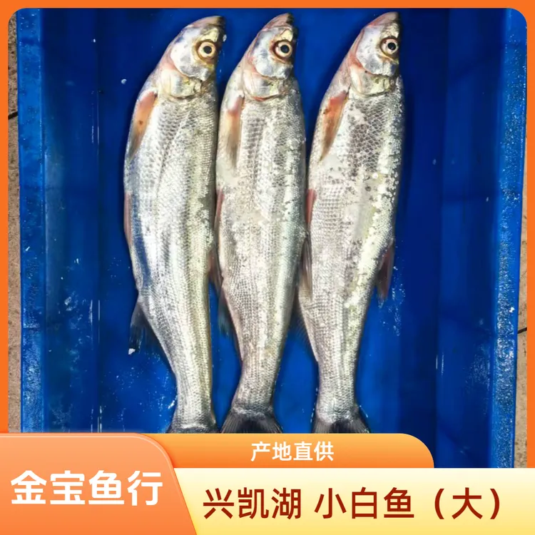 兴凯湖 小白鱼 （大大眼）