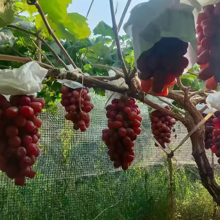 陕西大荔浪漫红颜葡萄甜甜口味
