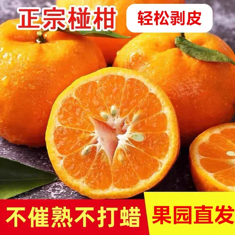 云上七星关大河口椪柑现摘现发新鲜发货爆甜多汁水份足