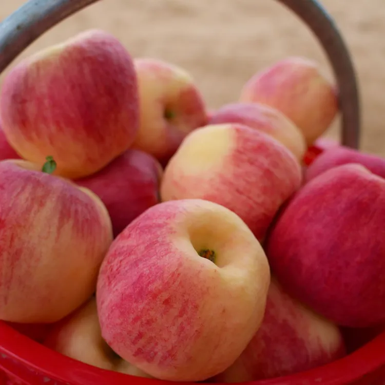 【馋半仙】华硕苹果正宗甘肃庆阳2025早熟头茬新鲜采摘脆甜多汁水果