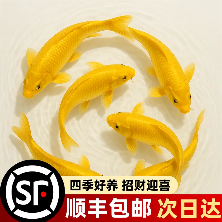 黄金锦鲤招财鱼观赏鱼好养耐活自来水可养淡水鱼苗活体小金鱼