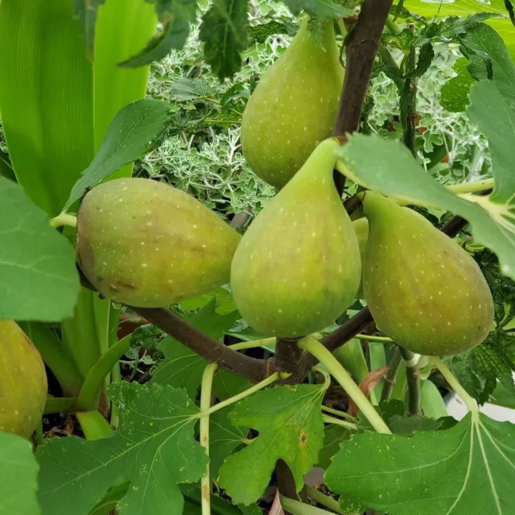巴劳奈无花果树苗稀有品种当年结果盆栽地栽挂果多成活率高