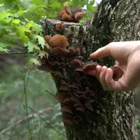 野生木耳｜正在晾晒中～暂且没货（ 梅梅 ）