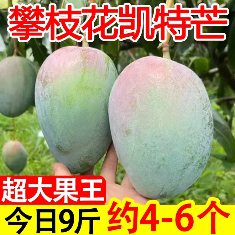 攀枝花凯特芒果香甜多汁自然熟一级四川应季水果新鲜大青芒9斤