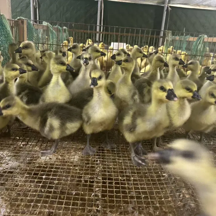 灰色大种宠物包邮到家