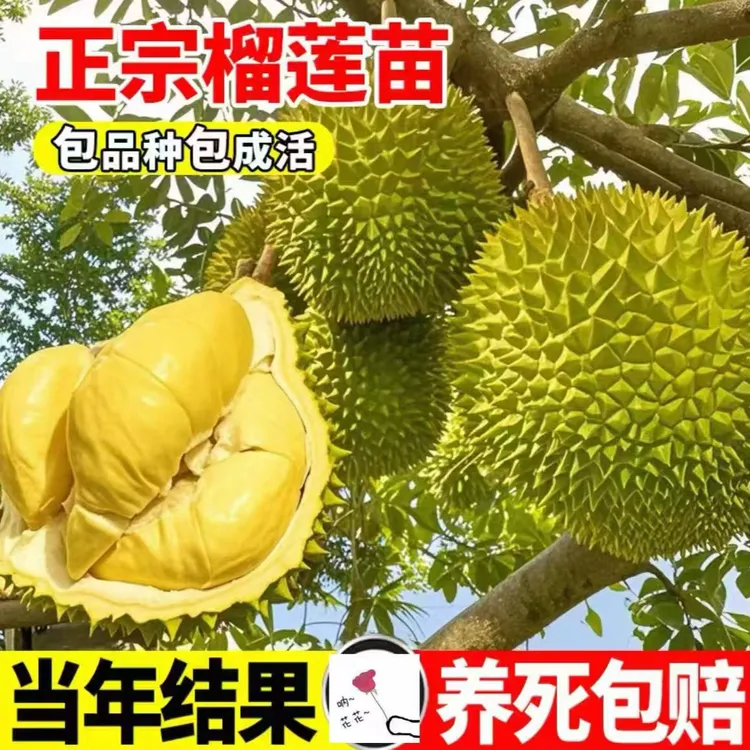 【当年结果】正宗 榴莲果树苗 南方北方 均可地栽盆栽耐寒