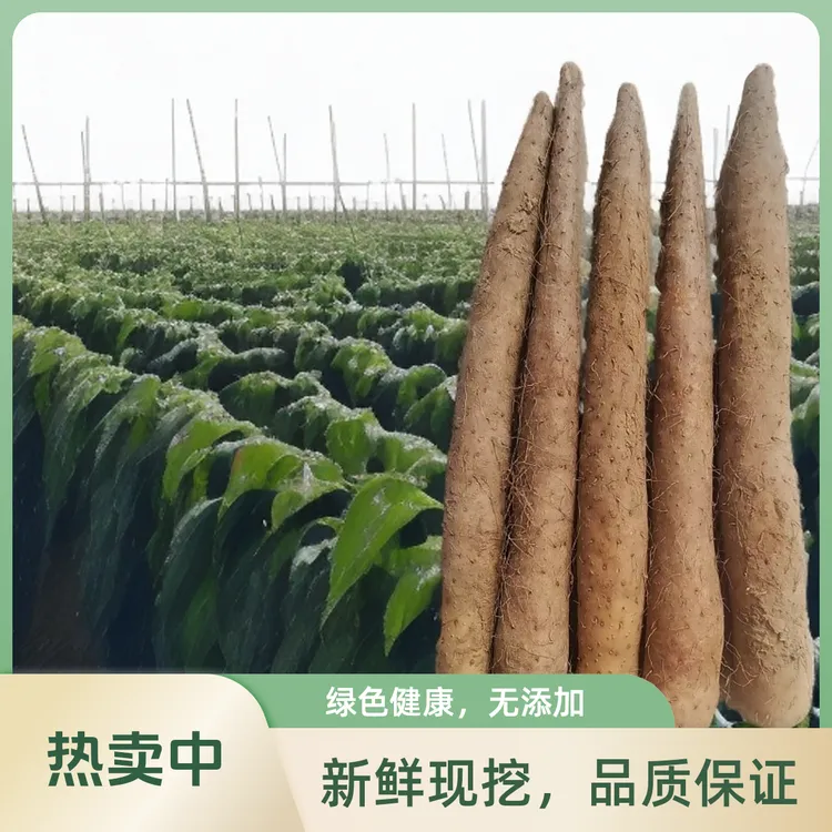 河北蠡县垆土铁棍山药正宗新鲜怀山药现挖整箱净重4.5斤批发