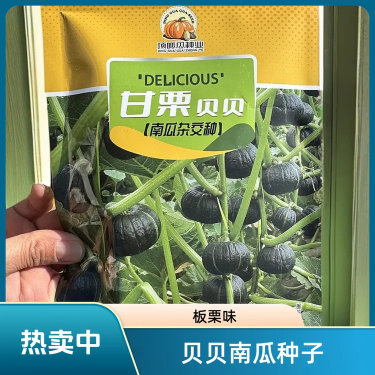 板栗味早熟口感香甜贝贝南瓜种子适合阳台花盆庭院种植包邮30粒装