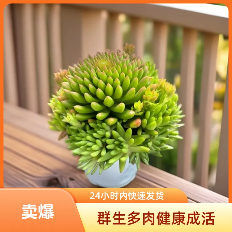 12-14厘米风火轮缀化群生多肉植物肉肉脱土发货植物缀化