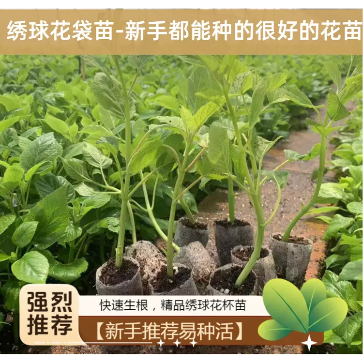 【绣球花袋苗】大花苗四季开花无尽夏三河千鸟绣球耐寒耐热懒人福音