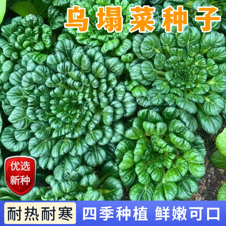 【全店满5包包邮】乌塔菜种子小八叶乌塌菜塌地松瓢儿菜塔菜塌颗菜