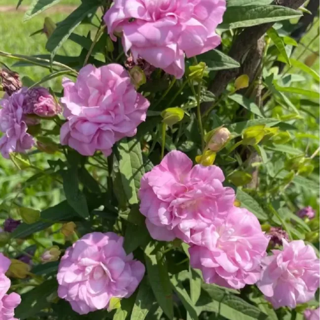 缠枝牡丹 藤牡丹 多年生耐寒宿根庭院盆栽花园爬藤植物重瓣粉色