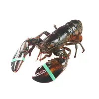 鲜活冷水波士顿龙虾 1只（400-500g)