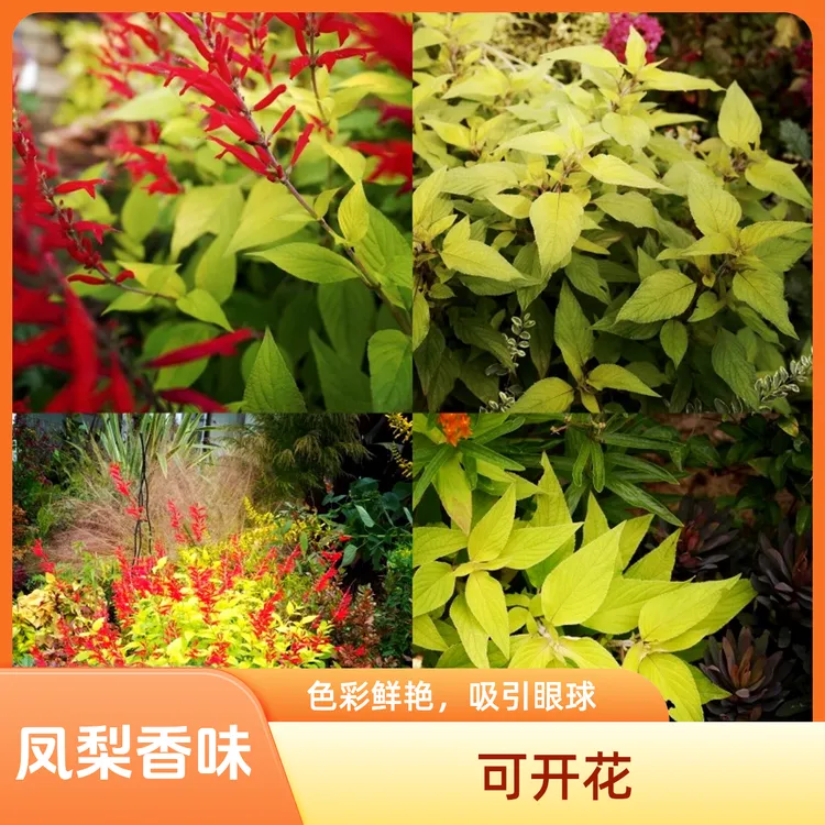 金叶凤梨鼠尾草 花境植物庭院植物花园植物香味植物 凤梨香味