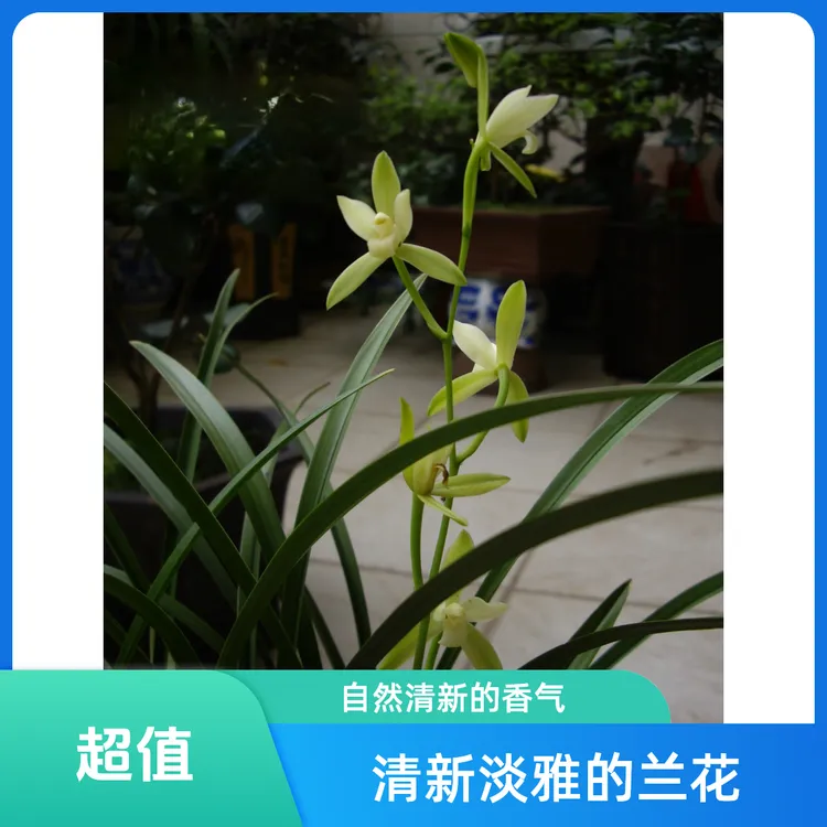 建兰浓香型素花铭品