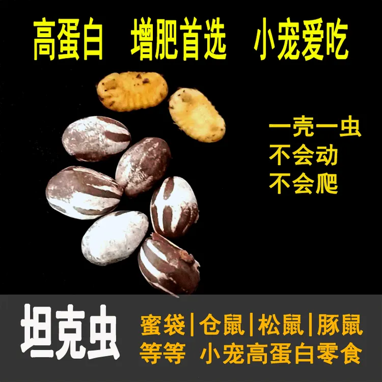 小沫家坦克虫蜜袋鼯仓鼠松鼠刺猬高蛋白营养增肥鲜虫卵零食食物