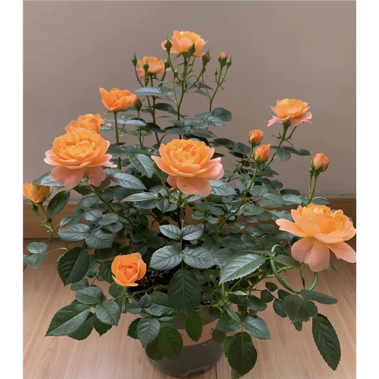 【果汁阳台】新手小白必入款 180盆原盆原土发货