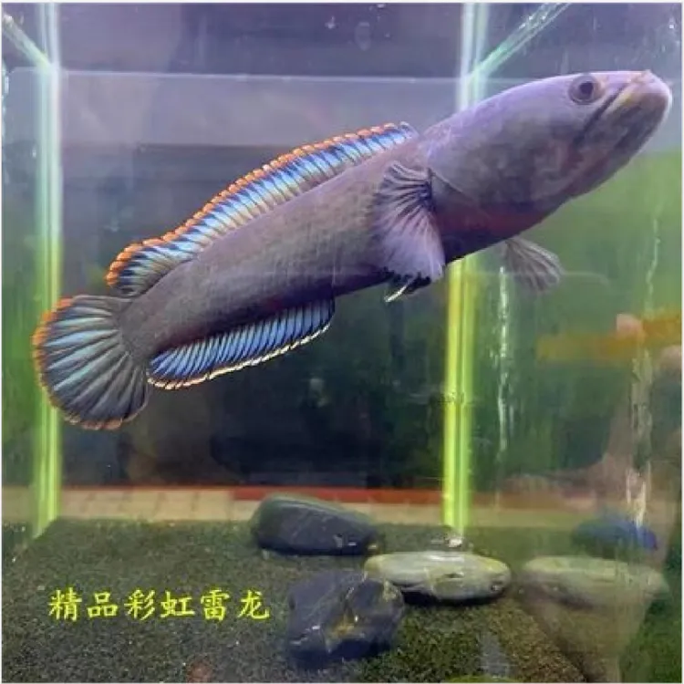 彩虹雷龙鱼观赏鱼冷水淡水活体凶猛鱼类易活饲养原生南鳢鱼