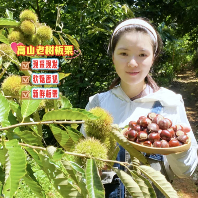 攀枝花高山老树新鲜黄金板栗软糯香甜 坏果包赔